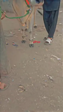 #creatorsearchinsights # viral viral 🥰🥰🥰🥰🥰🥰 water viral ❤❤❤❤❤❤ wider wire 💯💯💯💯💯💯viral viral  viral viral 🤕🤕🤕🤕🤕🤕 training video training video , Pakistani video cow Tik Tok for you I love for you  irshad irshad orshad saree Pakistan Tik Tok video like 🤕🤕🤕🤕🤕😔😔😔😔😔😔😔😔😔🥰🥰💯bus Kuchh Hi Din Hai 💔💔💔💔💔💔💔💔🥰🥰🥰🥰🥰🥰🥰🥰😔😔😔😔😔😭😭😭😭