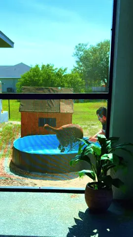 #verano #perritos #dog #piscina 