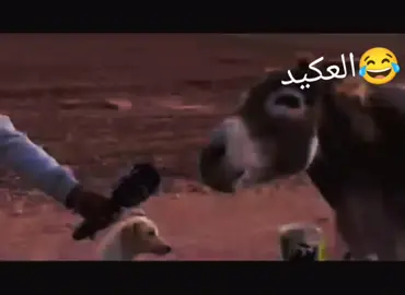 #العكيد 