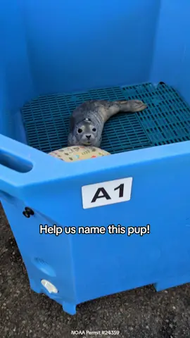 Arriving at the Rescue Center on May 18th, this days-old pup marks the start of harbor seal pupping season, and she needs a name! SR3's naming theme this year is 