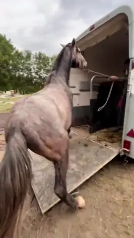 Un sauvetage, qui m’a sauvée… 🤍 #fyp #foryoupage #pourtoi #horse #sauvetage #cavaliere 