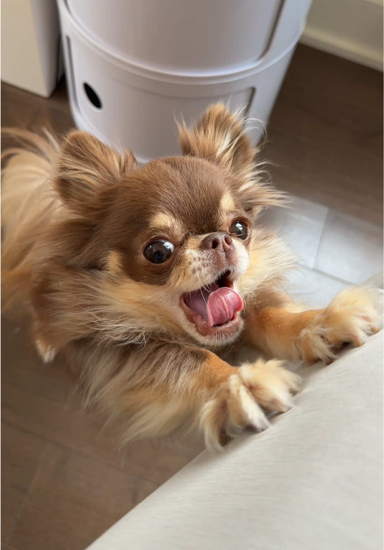 AI ScReam (derpy chihuahua version) 🤪
