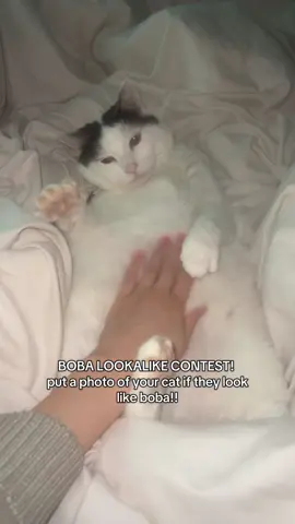 comment photos if your cat looks like boba! #catsoftiktok #fyp #fatbabby #boba 