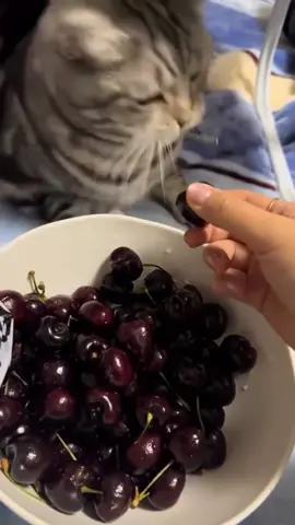 #fyp #foryou  #cat #funny 
