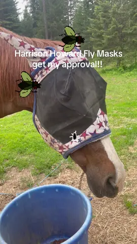 Harrison Howard Fly Mask for the Win 🥇 #tik #tiktok #horse #horses #livestock #equestrian #animals #harrisonhoward #harrisonhowardflymask 