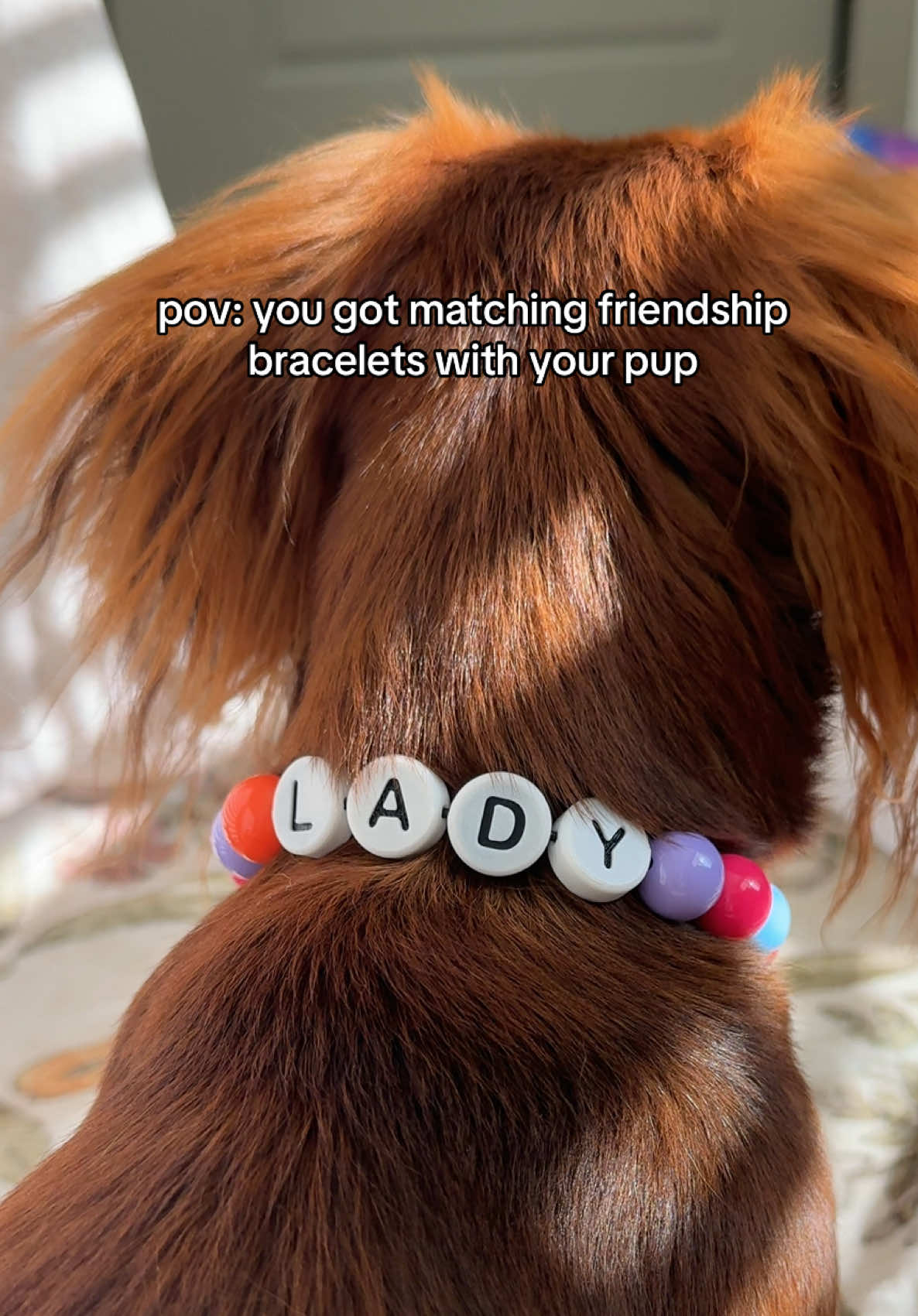 @Pawpaya we are OBSESSED 😍😍😍 #friendshipbracelets #matchingcollars #dachshundsoftiktok #minidachshundsoftiktok #minidachshund 