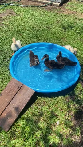 #ducksoftiktok #cowgirlsandoutlaws🤘🏻♠️ #fyppppppppppppppppppppppp #louisiana #playtolearn #quack 
