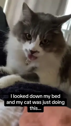 #stitch with @cat_funnyvideos188 