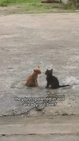what would they POSSIBLY be beefing about