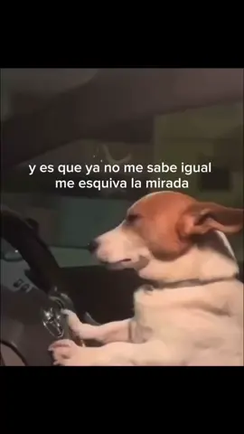 Pide tu canción favorita en los comentarios y no olvides seguir la página 🤙🏻  Canción: Mon Laferte - Supermercado  #perrito #rolitas #lyrics #viral #meme #musica #daily #perritochofer #temazo #fyp #monlaferte 