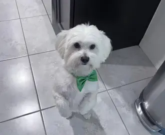 #viralvideo #foryourpage #fyp #maltese #dogsoftiktok #doggy #viral 