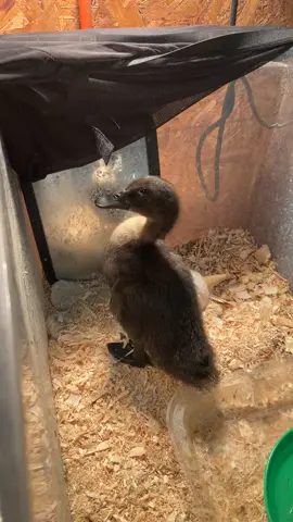 #fyp #fypシ #duckling #cyooga 