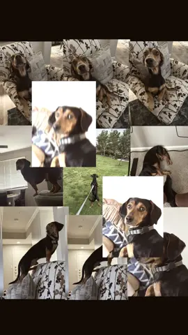 dog #fyp #dog #weenie 