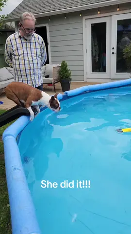 it has been a pretty bumpy spring so far but OMG look what happened today. #dogpool #swimmingdog #poolday #bostonterrier #bostonterriersoftiktok 