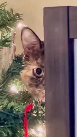 The cat is always watching me 😂🤣 #cat #catsoftiktok #funnycat #fyp #funnyvideos #pet #funnyanimals 