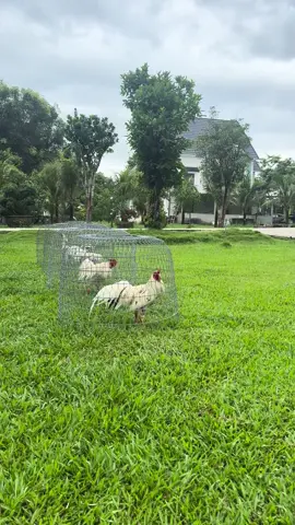 Cpc2 ngày chủ nhật 🥰🥰🥰