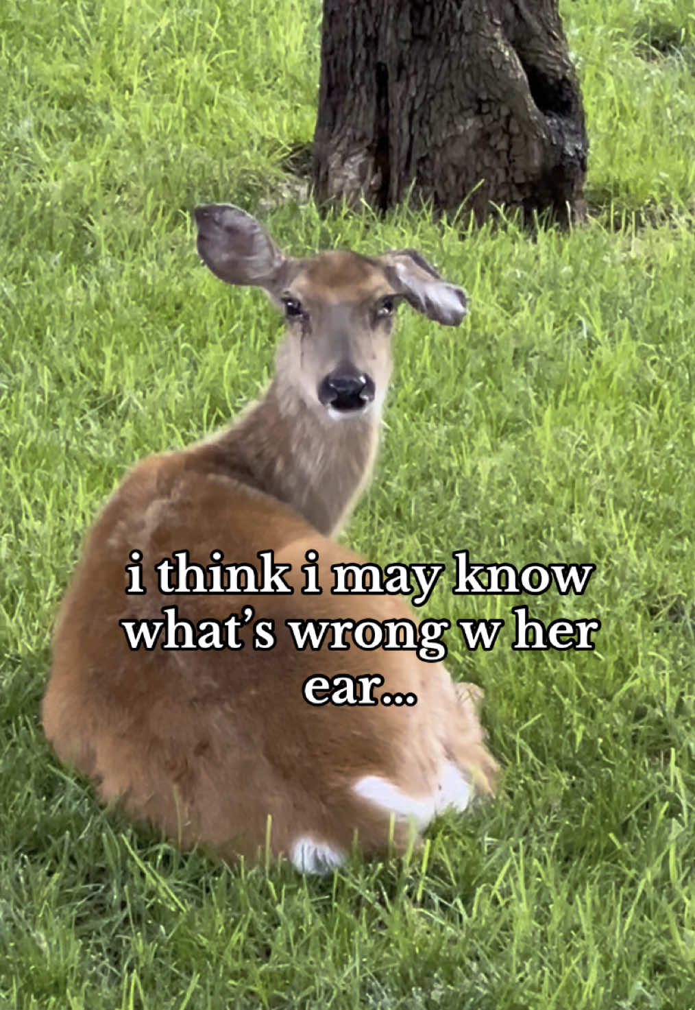 Replying to @alissamay i wish i could take them all off for her, poor angel!! 😭 #deertiktok #doe #tickseason #wildlifeoftiktok #deertok #wildliferehab 