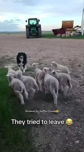 They keep the gate open 👀😭😭💀 #funny #animal #voiceover #dog #sheep #fyp