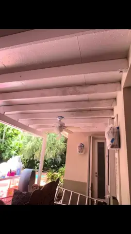 Miami Pressure LLC. Mold removal. South Miami 💪