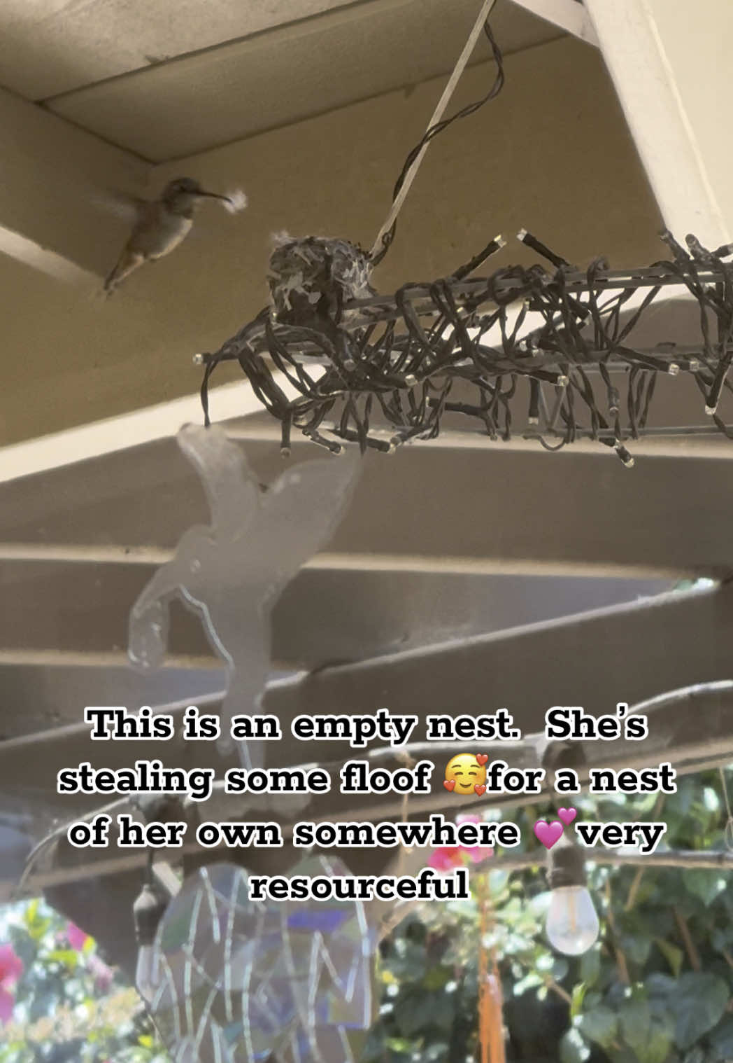 They work hard and are very resourceful.  Re using and up cycling some fluff from the last nest. 🪺❤️ #hummingbird #nestwatch #hummingbirds #birdwatchinggoesbothways #southerncalifornia #nest 