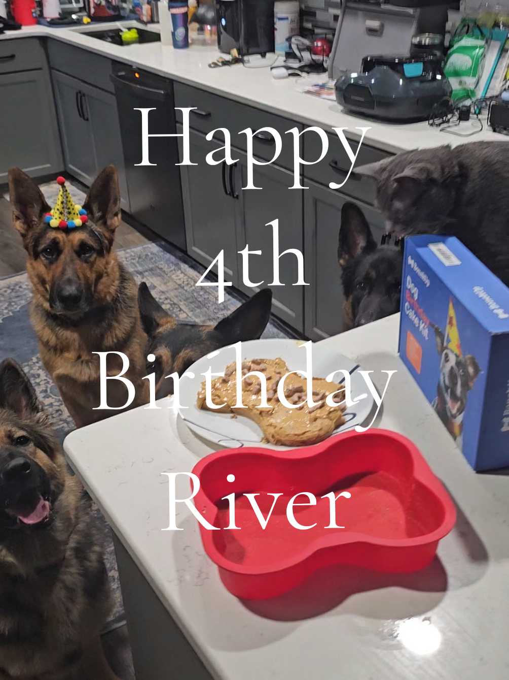 We had a fun, Birthday celebration for River's 4th Birthday, Happy Birthday, River! My puppy. #Titantheshepherd #titanfurteam #Titanfamily 