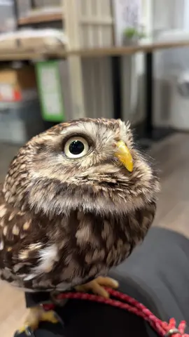 ふくろうぱーくオープンしました！ 本日も12時〜20時で営業しております🦉当店では少人数制でゆったりとフクロウちゃんと触れ合うことができます🫶 是非、遊びに来てください！お待ちしております。 #フクロウ #フクロウカフェ #owl #鳥好きさんと繋がりたい  #動物カフェ #さいたま市 #与野