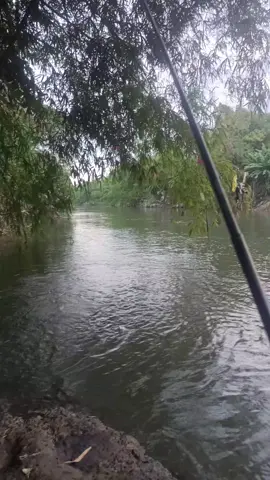 mentahan buat prank temen #fyp #mancing #mancingmania #microfishing 