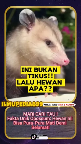 Follow, Like & Share 
 untuk dapat informasi seputar edukasi untuk menambah wawasan dan pengetahuan lainnya.
 .
 .
 .
 #Serunyabelajarbareng #Jagalingkungan #Nature #Viral #Hewan #petani #Indonesia #Gogreen #Fyp #Reelsindonesia #fypシ #trending #capit899 #tikus 