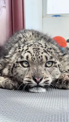 “Big-tailed Snow Leopard”#fyp #foryou #viral #animals #tiktok #cute 