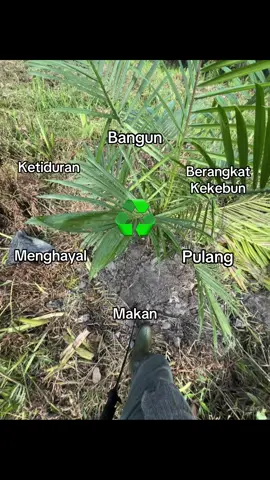 #katakata #petanisawit #petanimuda #sawit #petanisawitsukses #storysawit #fotolive #kulisawit #kebunsawit #perintismuda 