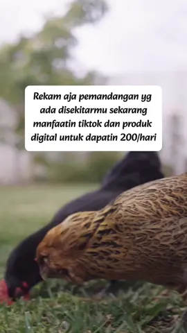 Punya hp tapi bingung manfaatin agar dapat cuan ?  HP-mu bisa lebih dari sekadar selfie! Banyak yang gak sadar, kalau HP mereka itu sebenarnya alat kerja! Stop‼️ cuma Scroll2 terus tiap hari sekarang saatnya ubah HP-mu jadi mesin penghasil cuan! ✨Gak perlu modal besar,  ✨cukup koneksi internet & niat belajar. Banyak produk digital yang bisa kamu jual dari rumah,sebagai Affiliate Dari jualan produk digital, kamu bisa dapet penghasilan tambahan bahkan pas rebahan! Cuma butuh niat & strategi yang tepat. Siap Mulai Sekarang?  ✍️Cukup Follow+DM aku 