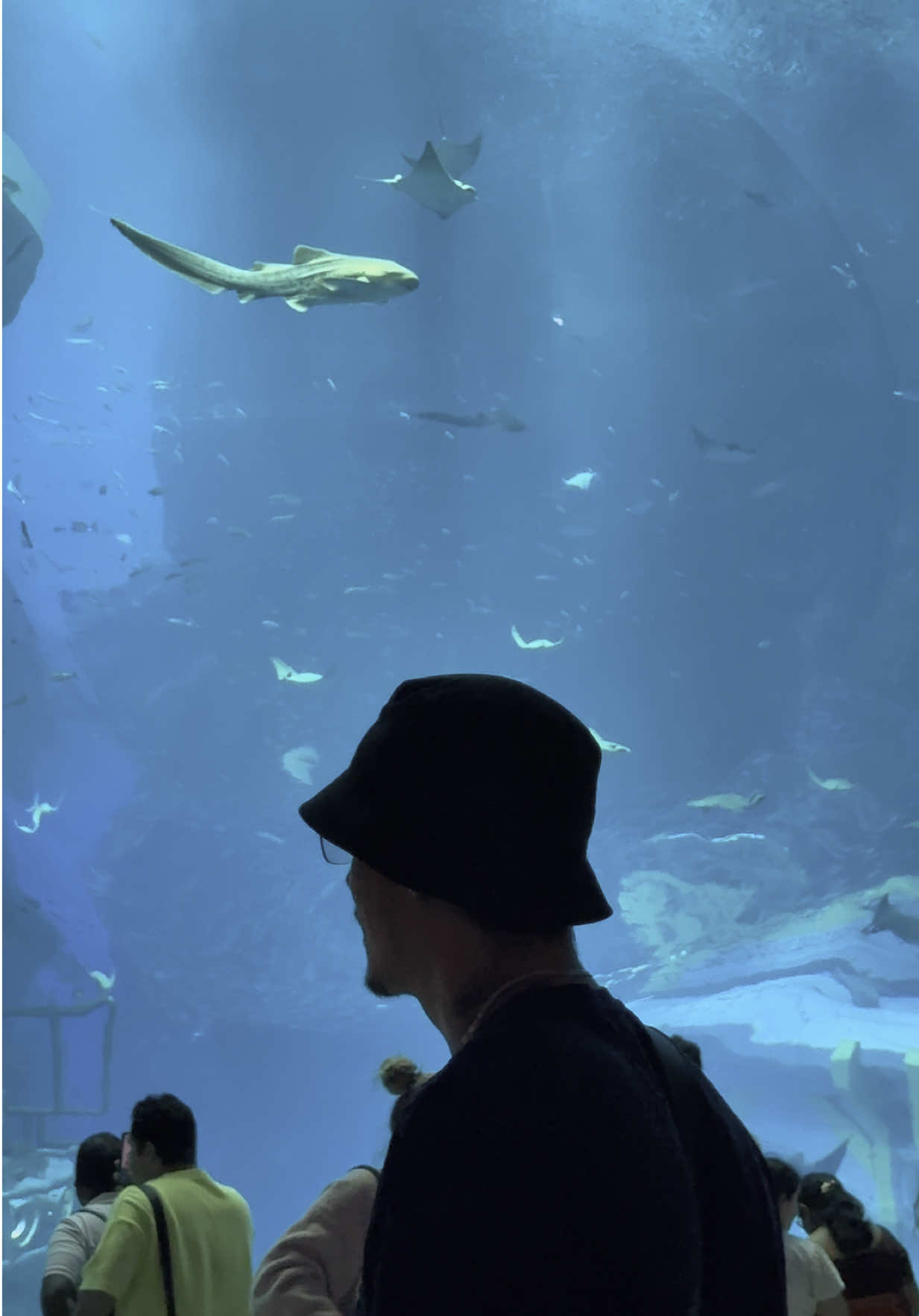 First time at SeaWorld Abu Dhabi 🌊 and I’m speechless! Would you dive into this magical world? 🐠✨  #ForYo #seaworldabudhabi #abudhabitrip #yasisland #tiktoktravel #exploreuae #seaworld #fyp #parat #underwatermagic #abudhabivibes #oceanadventure #tiktokarabia #aquariumexperience #travelgoals #inabudhabi #tourismuae #abudhabi2025 #mustvisitplaces 