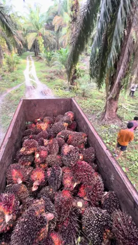 Tidak ada yang namanya salah jalan,semua bertaruang dengan takdirnya masing,masing 😇@KsajL🌴 @lukman @yulianto @5 m 