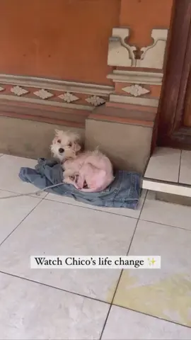 The transformation of Chico❤️ With being just a year old, Chico was tied up 24/7 on the veranda of his house simply because he was sick. He already suffered from contagious mange, worms and an eye infection and the stress of not being free worsened his condition. We made it our priority to not only heal him physically but also to improve his life and to make him a worthy member of his family who he loves. Now, only 2 months later we are delighted to show you a new Chico who we transformed from a picture of suffering into a healthy, exceptional happy and loved little boy.🥰 Here in Bali these upsetting images are a daily reality as for most basic vet care is out of reach due to low income. We were confronted with lots of questions as of why we didn't rescue him. The answer is simple, because there are thousands of dogs suffering like Chico did. Taking them all away is just not a sustainable solution. This is why we always combine our support for dogs with education for the owners and the key to this change is trust, engagement, repeated dedication and persistence. As many others, Chico is proof again that education is power. We believe that our programs of improving animal health and balancing the population through sterilization can lead to a change in behavior that then in return will create safer communities in Bali for people and dogs alike. Be part of this movement for Bali's animals and support our mission by donating via the link in our bio.🙏 #bali #dogs #dogrescue #rescuedogs #animalcharity #animalwelfare #foryou #foryourpage #viral #video #trending #viralvideo #dogs #fyppppppppppppppppppppppp #fypage #fyp #trending 