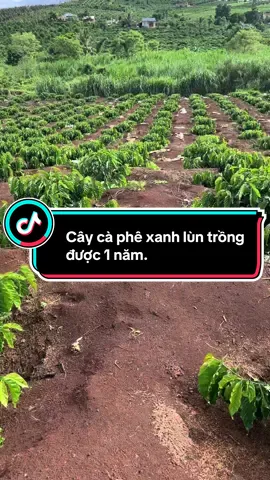 Cây cà phê xanh lùn trồng được 1 năm tuổi.Cùng với@Gaaconn  #xuhuong cây cà phê xanh lùn. #tiktok cà phê. #càphê #nôngdân #làmvuon 