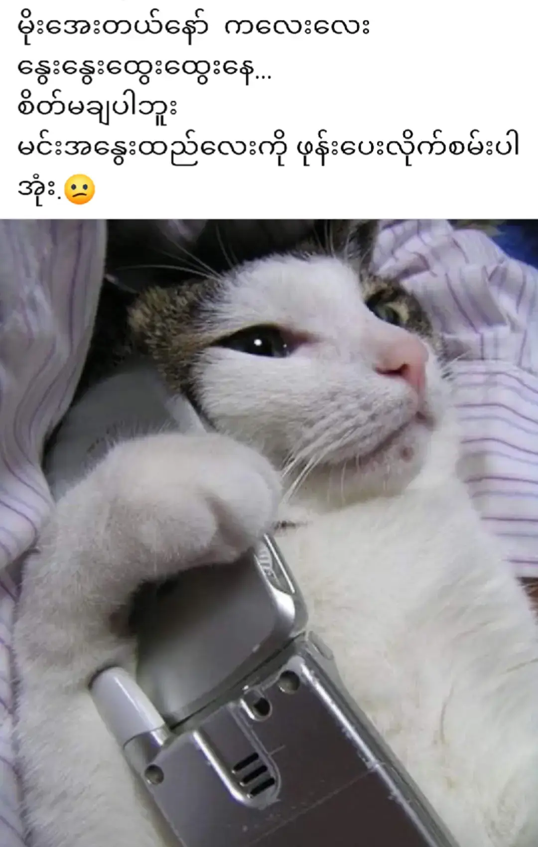 မြောင်၏ ချစ်တတ်နေမှုကြီး😆 #foryou #fyp #petlovers 