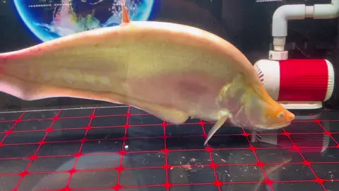 Nang hai abino sz 6x 