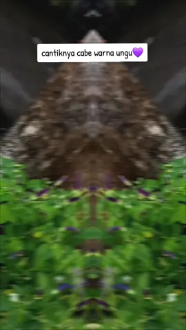 baru pertama kali liat cabe rawit warna ungu💜 #padahariini🤗🤗🤗 #masukberanda #tiktokkeren #fyptrendingviraltiktoker #fypシ゚ #fypシ゚viral #fypシ゚viral🖤tiktok #fyptrendingviral 