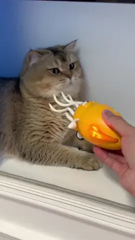 hey, it's super fun@DOBBYFlagship #fyp #funnyvideos #catlover #meowing #kitty #PetsOfTikTok #cats #cute #funny #foryou #cutecat 