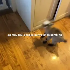 pengen anak kambing pokoknyaaa #fyp #fypシ゚ #fypage #lewatberanda #viraltiktok #viralsong #videoviral #videolucu #anakkambing #kambing #pov 