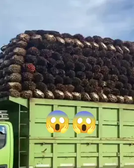 tumpuk menumpuk 😱 #jangakauanluas #monetisasi #viral #sawitmalaysia #sawitindonesia #sawitsumatra #sawitjambi #sawitriau #sawitriau #sawitkalimantan #sawitunggul 