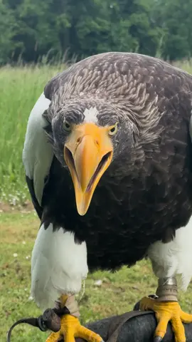 Orel kamčatský (Steller's Sea Eagle)