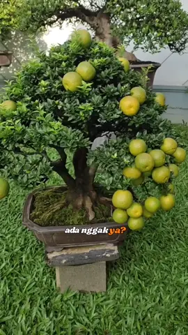 Bonsai buah jeruk🍊 #bonsai #bonsaibuah #fyp 
