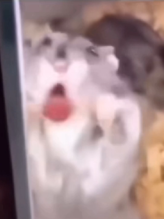hamster lêu lêu