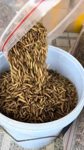 1kg sâu xấy canxi là đầy 1 xô 10 lít nha ae