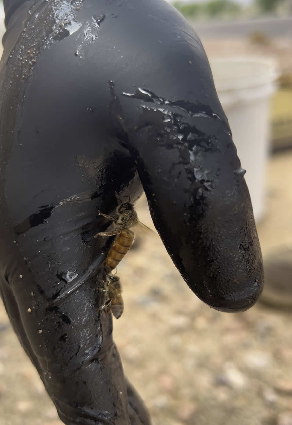 The Queen’s the heart of the hive. If we can get her, the rest will follow. We’re not just removing—we’re rehoming.  #InsideTheBuzz #LiveBeeRescue #BeeRelocation #NoKillRemoval #SaveTheBees #BeeAware #SunTanHoneyFarm #BuckeyeBeekeeper #HoneyMoney #MeetTheQueen