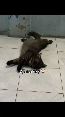 #khùng #xàm #dit #me #may #cc 