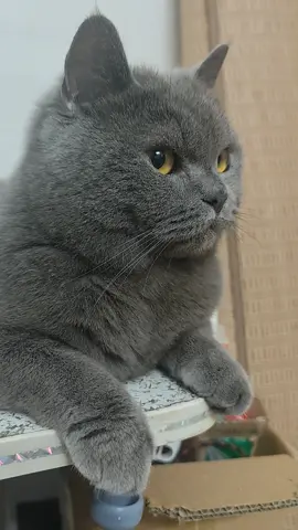 Meomeo giận sen😆😆 #meomeo #meocute #meodethuong #meodangiu #xuhuong #xuhuongtiktok #trending #viraltiktok 