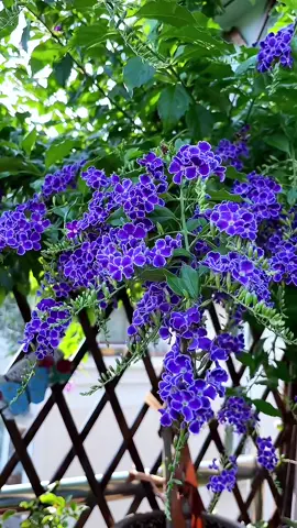 Hoa chuỗi ngọc tím🌸🌸 hoa chuỗi ngọc có 2 màu trắng và tím, là loại hoa dễ trồng dễ chăm sóc. Cây có thể chịu đc nắng hạn và đất khô cằn. Tuy nhiên để cây phát triển tốt nhất nên trồng ở nơi nhiều ánh sáng, đất tơi xốp và giàu dinh dưỡng❤️ #hoadep #hoacaycanh #hoasanvuon #hoachuoingoc 