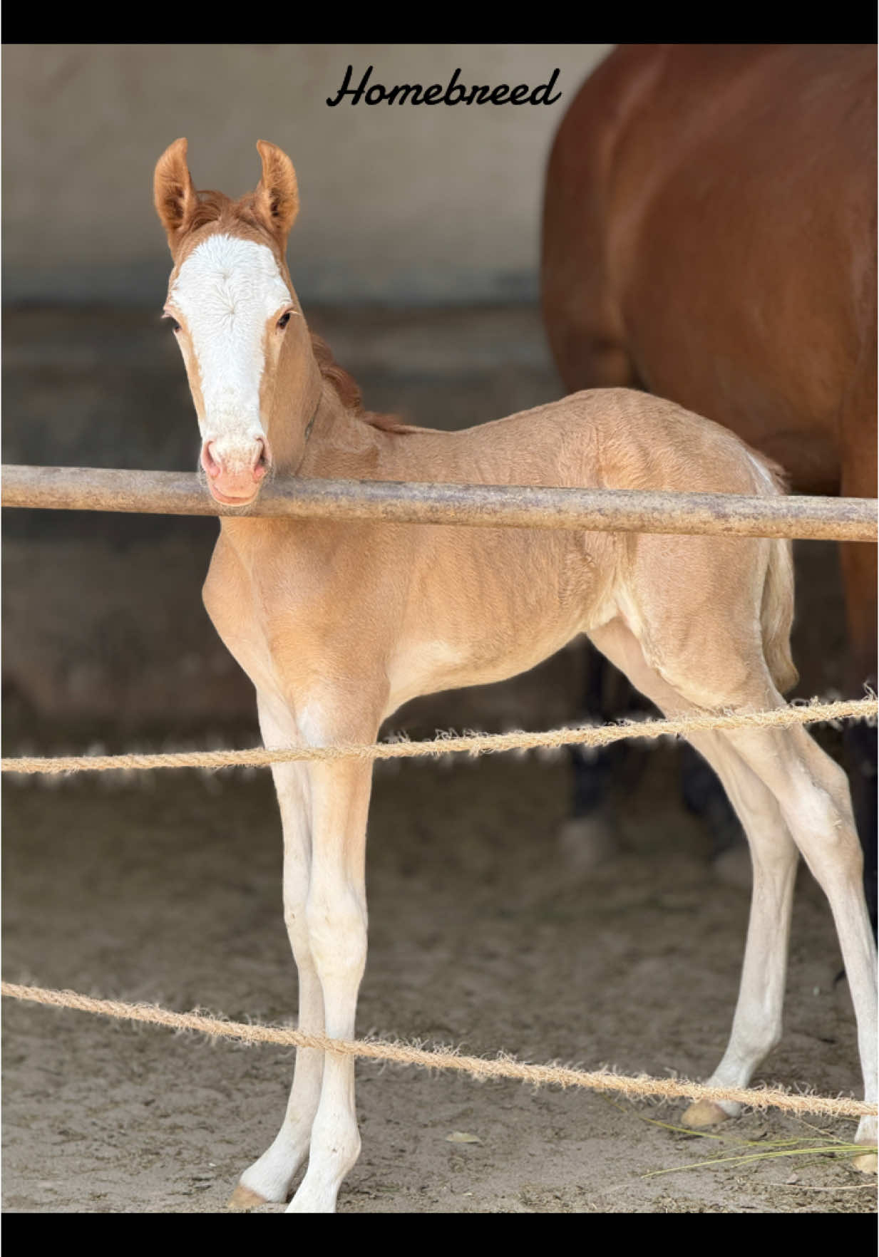 Alhamdulillah homebreed. #alimola #foryoupage #foryou #nezabazi #horsesoftiktok #horselover #ishq #homebreed 